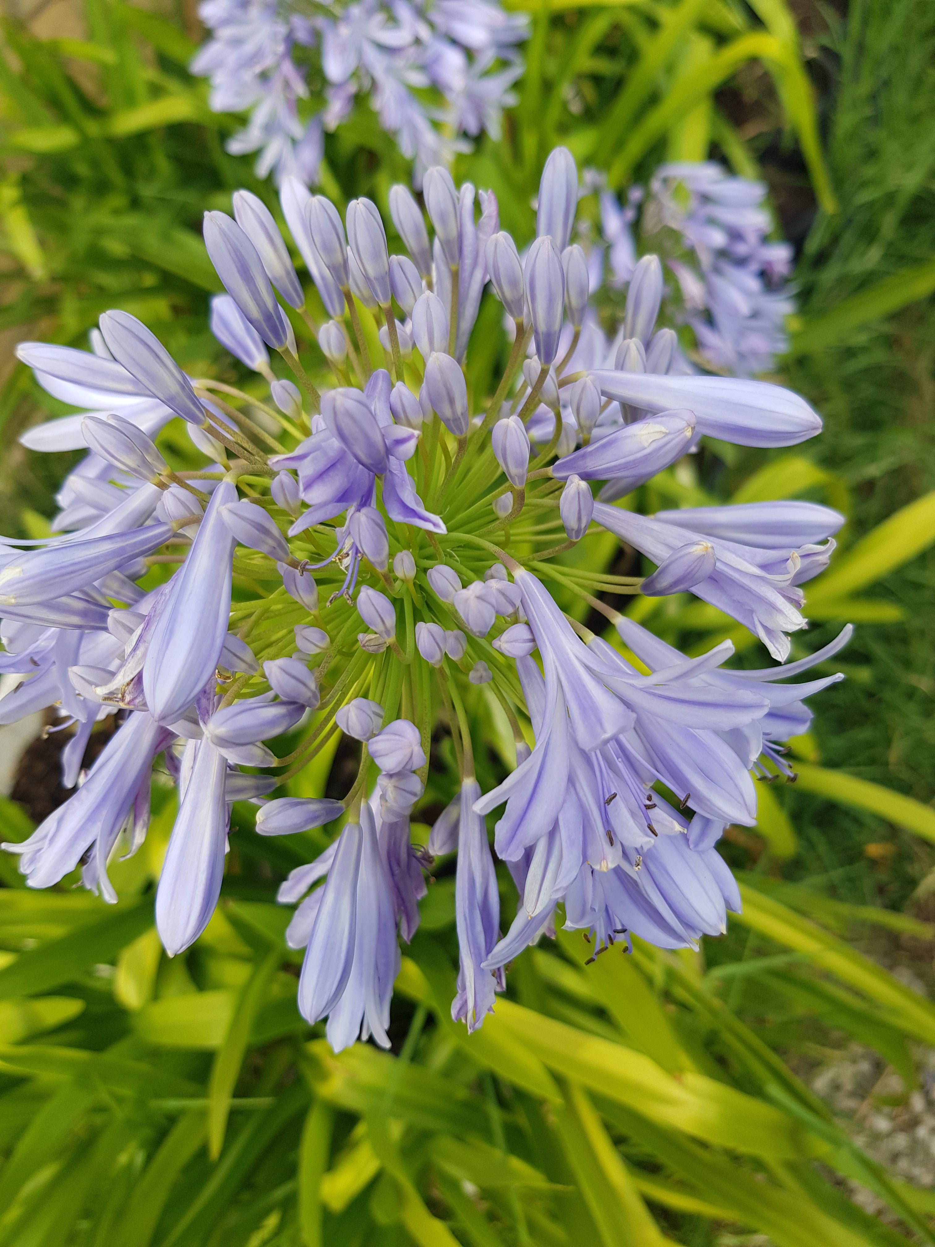 Agapanthus - Purple - One Red Hill